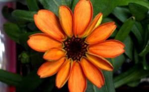 Na Međunarodnoj svemirskoj stanici niknuo prvi cvijet