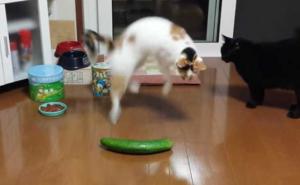 Šta je to s mačkama i krastavcima? (VIDEO)