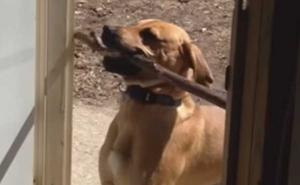 'Ući ću s ovim štapom, i tačka!' (VIDEO)