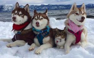 Neobična družina u Kaliforniji: Tri sibirska haskija 'usvojila' mače (FOTO+VIDEO)