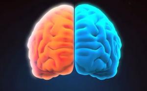 Američki naučnici: U mozak može stati informacija koliko i u 4,7 milijardi knjiga