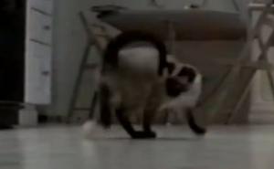 Presmiješne mačke i video koji će vam popraviti dan