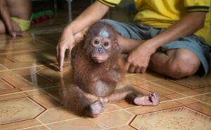 Jadno stvorenje: Malom majmunu ubili mamu, pa sad grli sam sebe (VIDEO)