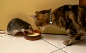 Tom i Jerry u stvarnom životu (VIDEO)