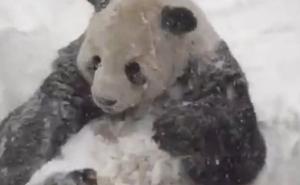 Panda Tian Tian iz vošingtonskog zoološkog vrta uživala u snijegu: Njoj oluja nije problem (VIDEO)