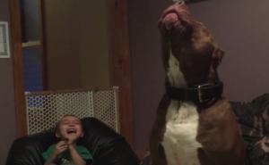 On je najveći pit bul na svijetu i najviše voli – pjevati (VIDEO)
