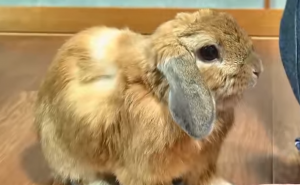Je li ovo najveća maza na svijetu: Ljut je kad maženje prestane (VIDEO)