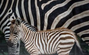 Zašto zebre imaju pruge?