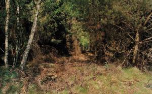 FOTO: Pokušajte na ovoj fotografiji pronaći čovjeka s puškom