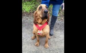 Psić se slučajno priključio maratonu, istrčao ga do kraja i - dobio medalju