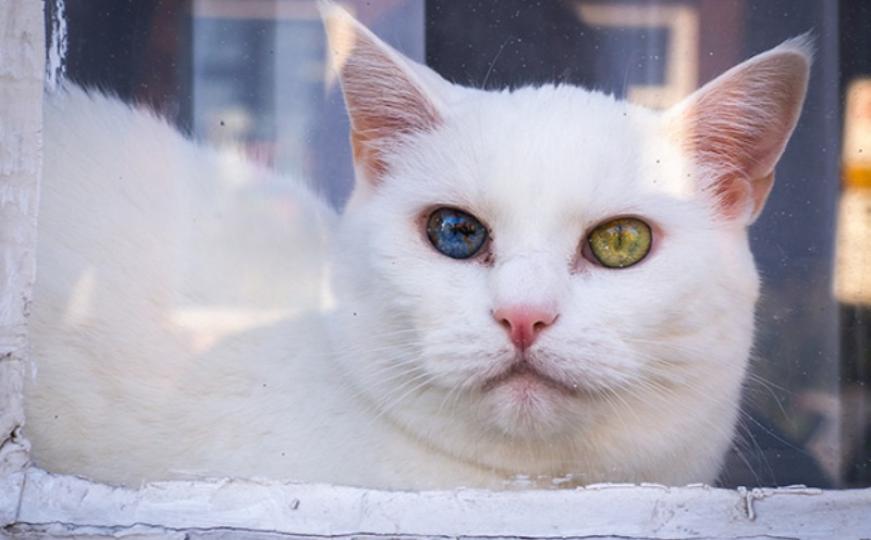 FOTO: Mačka sa svemirom u očima 