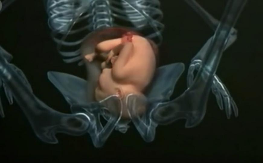 Život bebe tokom devet mjeseci trudnoće je stao u samo četiri minute (VIDEO)