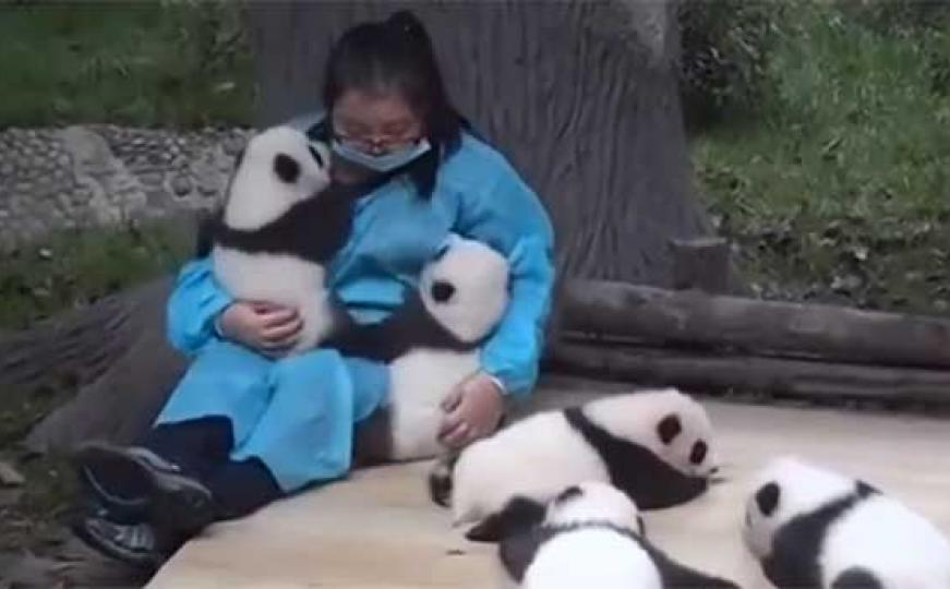 Najbolji posao na svijetu: Plaćaju je da grli bebe pande (VIDEO)