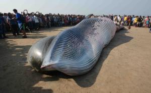Rijetka vrsta kita pronađena nasukana na obali: Najugroženija životinja na svijetu (FOTO)