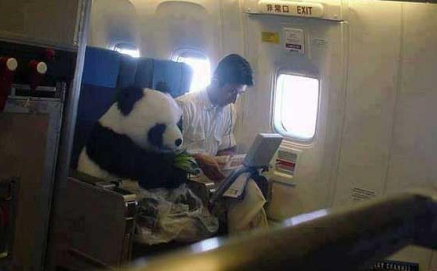 Kina provodi 'panda diplomaciju': Šalju pande u druge zemlje kao izaslanike prijateljstva
