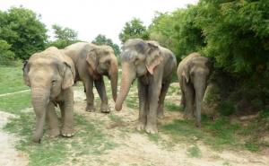 Tanzanija: Kradljivci slonova ubili britanskog pilota