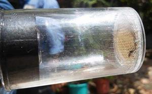 Globalna prijetnja: Zika virus opasan koliko i ebola