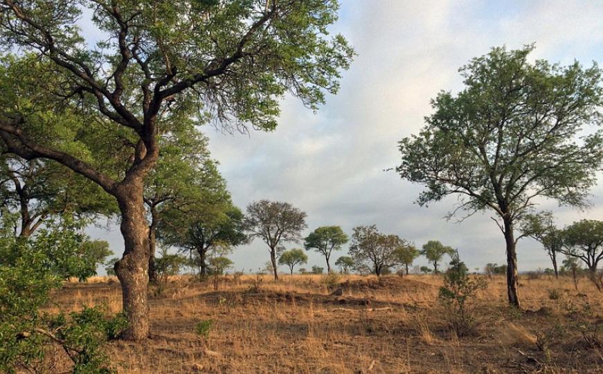 Južna Afrika: Možete li pronaći 'mačku' na ovoj fotografiji