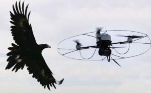 Policija trenira orlove za borbu protiv dronova (VIDEO)