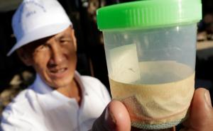 Vanredno stanje: Devet ljudi inficirano Zika virusom na Floridi