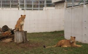 FOTO: Životinje u Pionirskoj dolini dobro podnose promjenu temperatura
