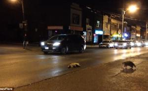 Automobil udario rakuna, a njegov prijatelj ga bezuspješno pokušava 'probuditi' (VIDEO)