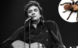 Aphonopelma johnnycashi: Nova vrsta tarantule nazvana po Johnnyju Cashu