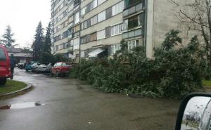 Snažno olujno nevrijeme pogodilo Banja Luku: Vjetar čupao drveće (FOTO+VIDEO)