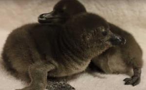 Preslatko: Samo što su se izlegli, mali pingvini su počeli da se maze (VIDEO)