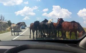 Info za vozače: Ukoliko vozite cestom M-15, pripazite na divlje konje