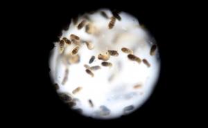 U Australiji novi slučaj virusa Zika: Simptomi - visoka temperatura, crvenilo u očima