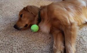 'Ostavi me na miru': Kad je životinjama dosta svega! (VIDEO)