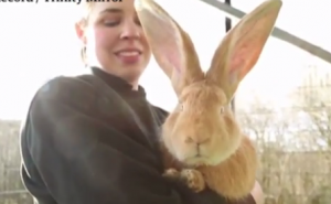 Traži se dom za ovog velikog ljepotana: Upozorenje - i dalje će rasti (VIDEO)