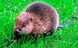 Čovjek, istinski neprijatelj: Dabrovi nestali, pa vraćeni u BiH (FOTO)