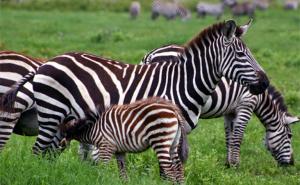 FOTO: Graciozne i lijepe - zebre 