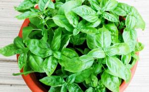 Uzgojite sami: Sedam biljaka koje rastu iznova, iznova...