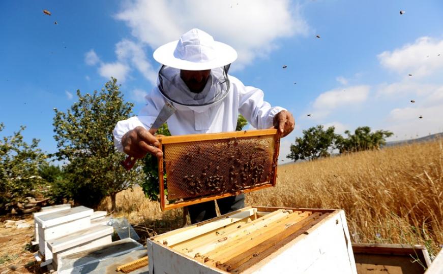 Počinje kontrola meda i pčelinjih proizvoda u Hercegovini 