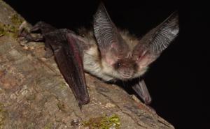 Nakon skoro stotinu godina, u BiH primijećen alpski dugouhi šišmiš