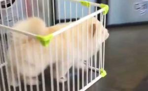 Njega zatvor ne drži (VIDEO)