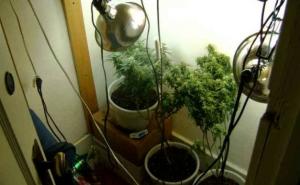 Mladić uzgojio tako lošu marihuanu da ga ni Sud nije htio osuditi