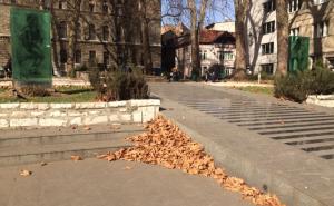Sunčana jesen u februaru: Žuto lišće prekrilo ulice (FOTO)