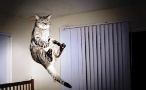 FOTO: Mačke uhvaćene u savršenom trenutku 