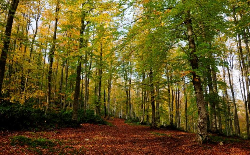 BiH: Raste proizvodnja šumskih sortimenata