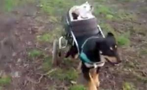 Pas zakačio kolica kako bi poveo svoju slijepu i gluhu prijateljicu u šetnju (VIDEO)