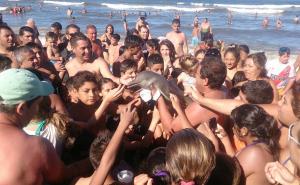 Šokantno: Turisti zbog fotografije ubili delfina (VIDEO)