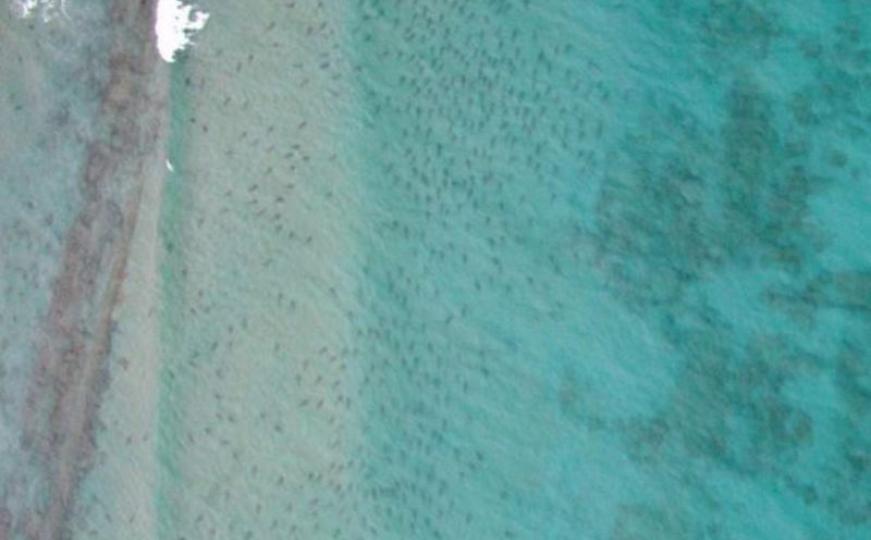 Florida je samo za hrabre: Kupanje u moru sa 'desetak hiljada' ajkula (VIDEO)