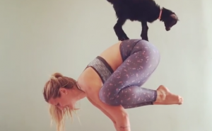 Upoznajte maleno jare koje je oduševljeno jogom (VIDEO)