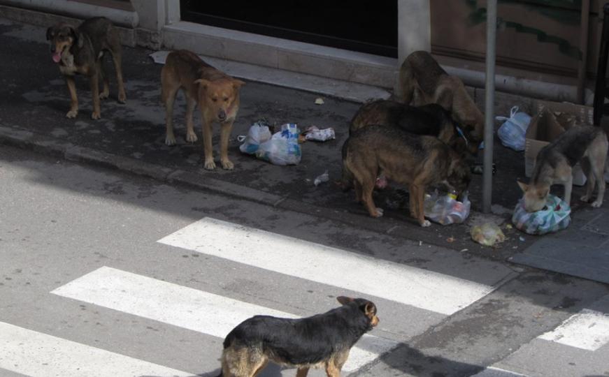 Psi lutalice: Svakodnevne slike sa sarajevskih ulica (FOTO)