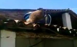 Nezgodan kad popije: Majmun se napio, uzeo nož i popeo se na krov kafića (VIDEO)