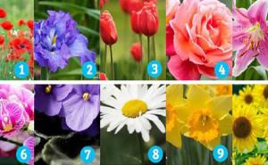 Cvijet koji vas najviše privlači otkriva sve o vama